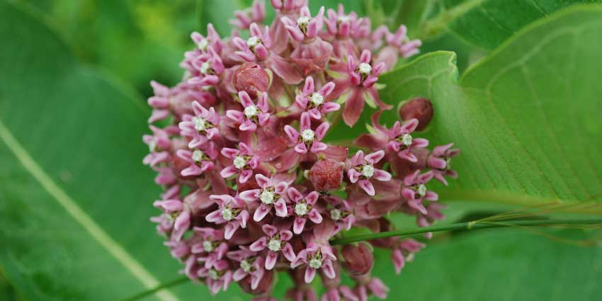 Common milkweed flower