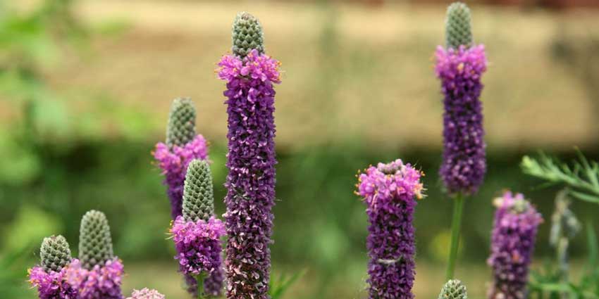 Purple prairie clover flowers