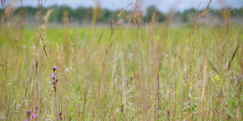 Prairie grass