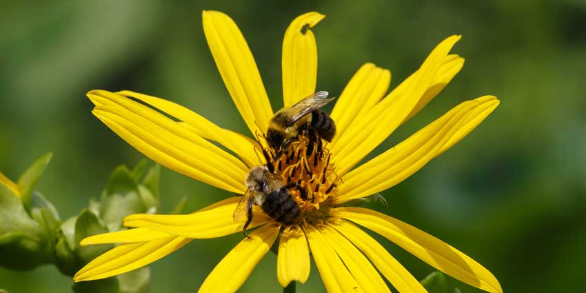 Sunflower and bee