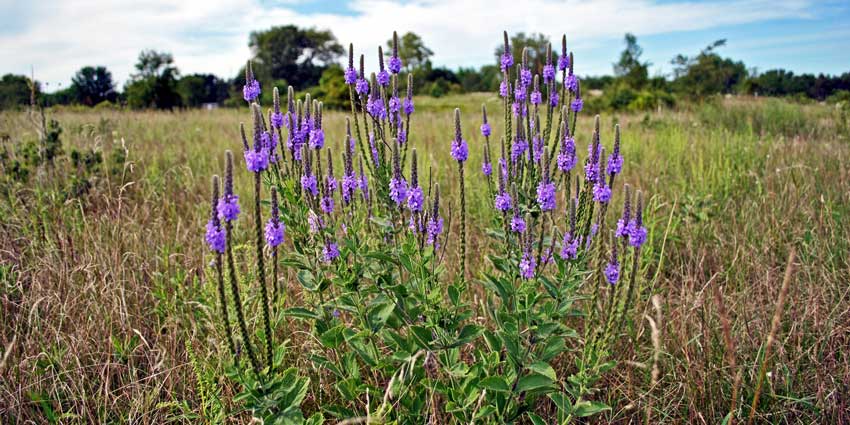 Hoary vervain
