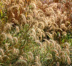 Canada Wild Rye 