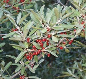 Silver Buffaloberry