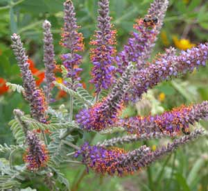 Lead Plant