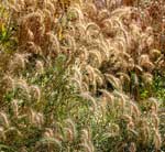 Canada Wild Rye 