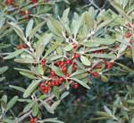 Silver Buffaloberry