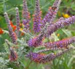 Lead Plant