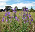 Hoary Vervain