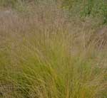 Prairie Dropseed
