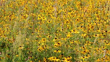Wild Flowers